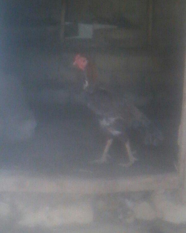 bu xoruzun balalarin satiram  xoruzun ozude toyuk tuku kuludu  vap cat