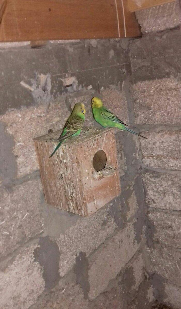 satıram nağd papuqaylardı bır defe bala almısam Hec bır prablemlerı yo