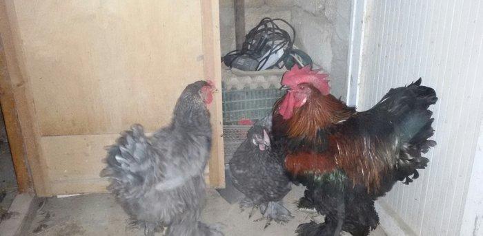 1 yaş yarım kokinxod xoruzu 2 gərəsi hazır damazlıq heyvanlardır tam s