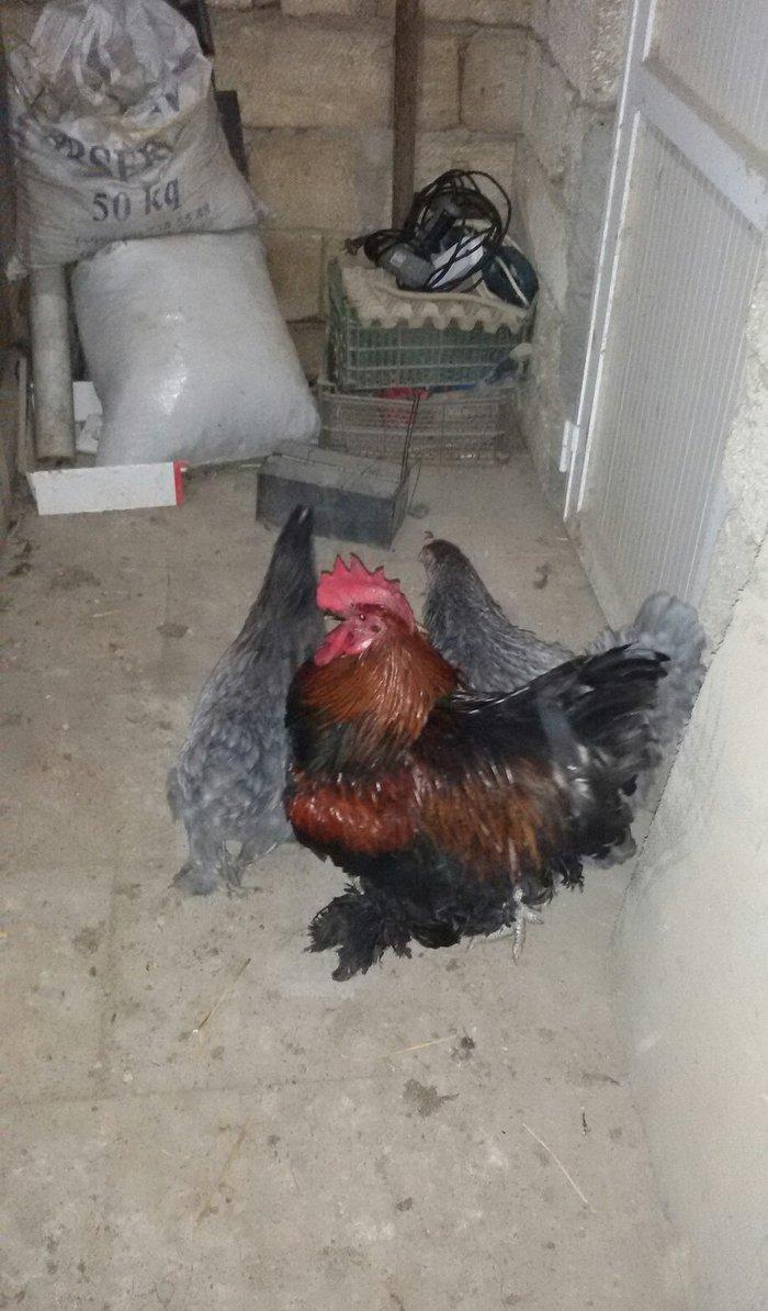 1 yaş yarım kokinxod xoruzu 2 gərəsi hazır damazlıq heyvanlardır tam s