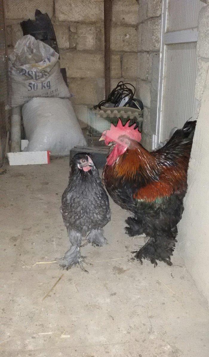 1 yaş yarım kokinxod xoruzu 2 gərəsi hazır damazlıq heyvanlardır tam s