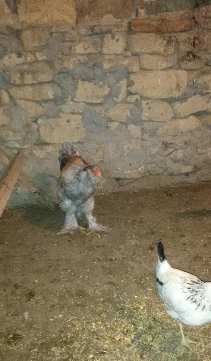 6 aylığ brama xoruzu tam sağlamdı bütün vaksinləri olunub qiyməti 100