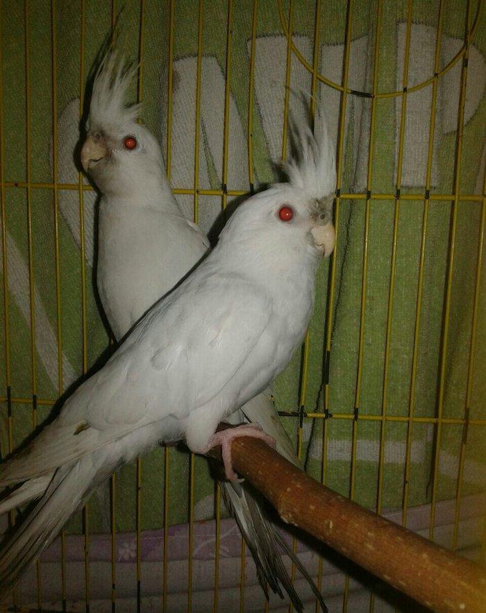 Bir cut albinos yanagsiz karella satilir. 4-5 aylig olarlar. Saglamlig