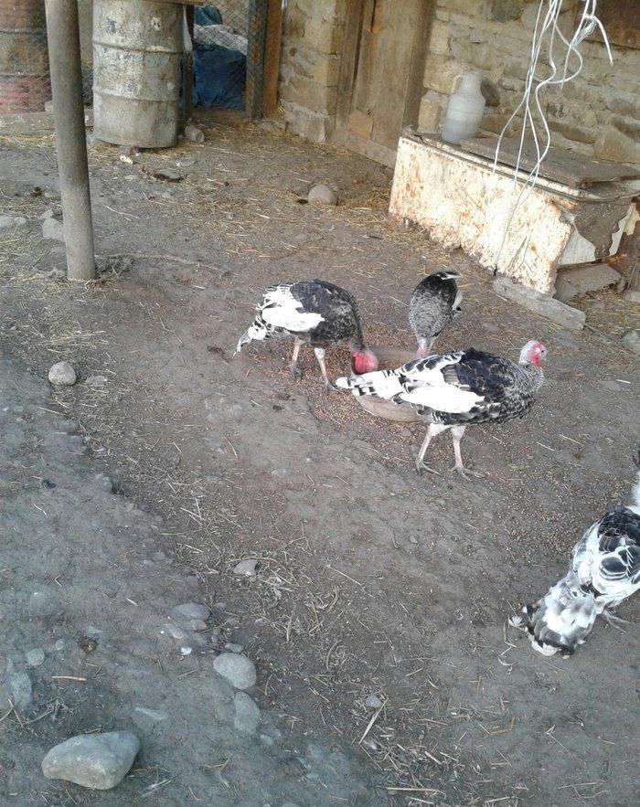 hay bird jinsi hündüşga Amerikada  cölde meşeliyde yaşayan jinsdi 1 il