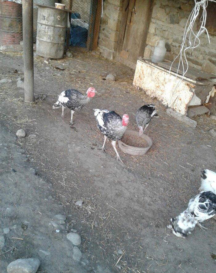 hay bird jinsi hündüşga Amerikada  cölde meşeliyde yaşayan jinsdi 1 il