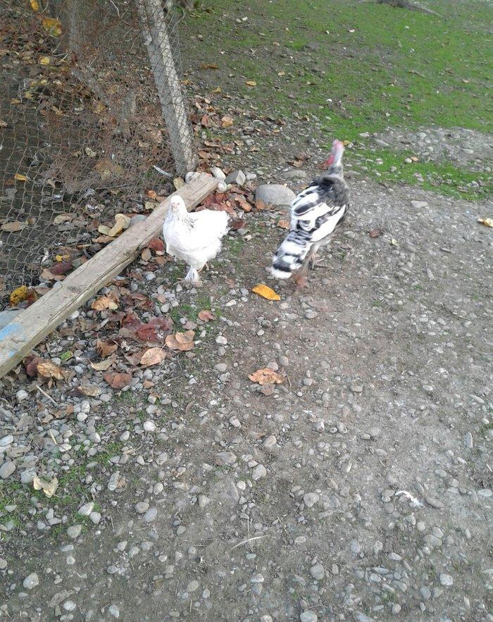 hay bird jinsi hündüşga Amerikada  cölde meşeliyde yaşayan jinsdi 1 il