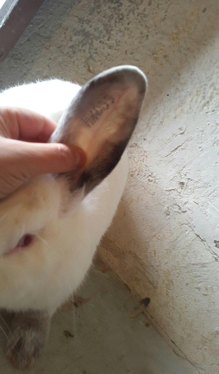 Temiz qan Kaliforniya dovsanlar satilir. Erkey ve disi. 8 ayliqdir her