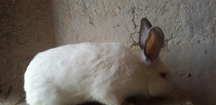 Temiz qan Kaliforniya dovsanlar satilir. Erkey ve disi. 8 ayliqdir her