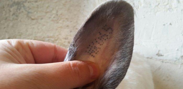 Temiz qan Kaliforniya dovsanlar satilir. Erkey ve disi. 8 ayliqdir her