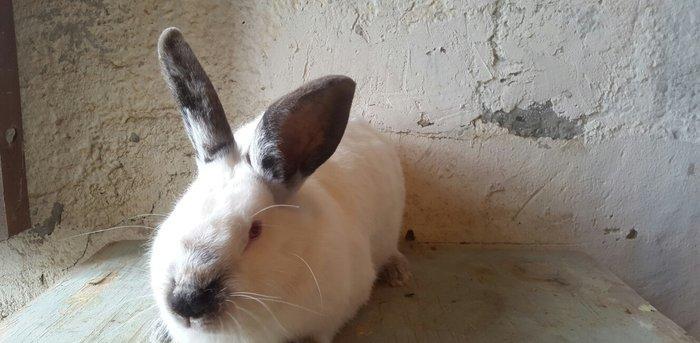 Temiz qan Kaliforniya dovsanlar satilir. Erkey ve disi. 8 ayliqdir her