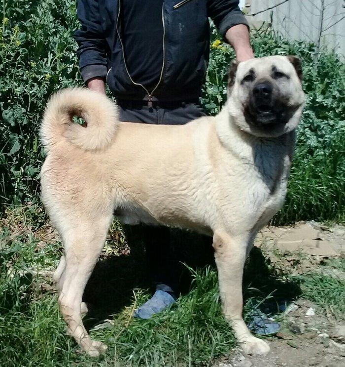 Erkak kangal. 2 iynasi vurulub. Iri kucukdur. saf gan turk sivad kanga