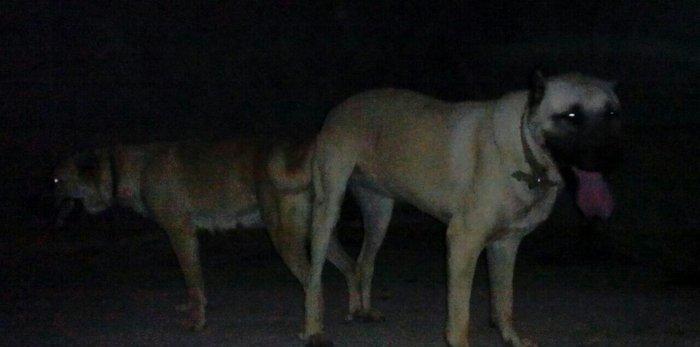 Erkak kangal. 2 iynasi vurulub. Iri kucukdur. saf gan turk sivad kanga