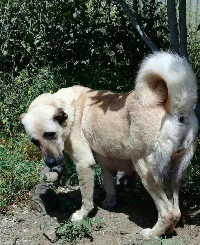 Erkak kangal. 2 iynasi vurulub. Iri kucukdur. saf gan turk sivad kanga