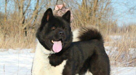 Amerikan Akita. Ham aila ham da axran iti. Kucuk 2 ayligdir. Bakidadir