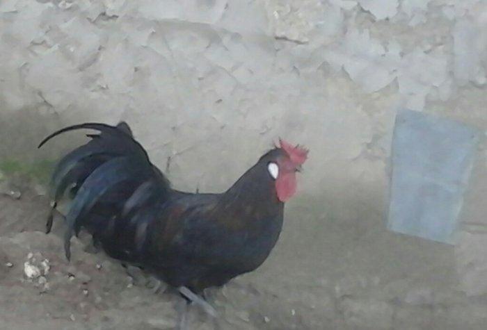 salam satram bater de olar xalmaqon qazle deserem nece ayliq olyrsada