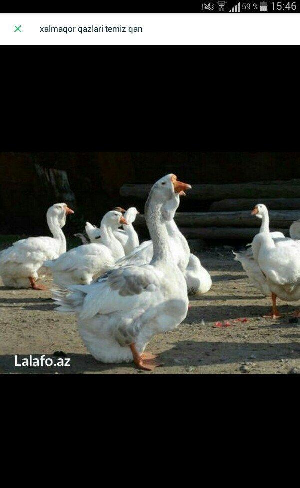 salam satram bater de olar xalmaqon qazle deserem nece ayliq olyrsada