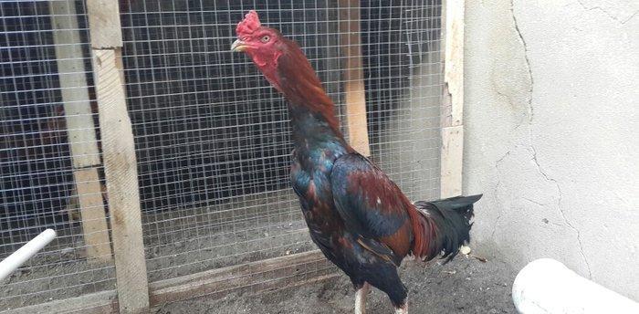 Heyreti xoruzu satilir pay veribler vur defe oz heyreimle buraxmisam m