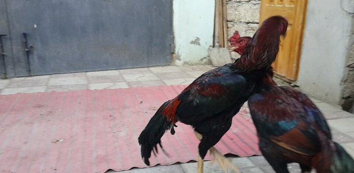 Heyreti xoruzu satilir pay veribler vur defe oz heyreimle buraxmisam m