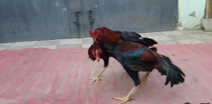 Heyreti xoruzu satilir pay veribler vur defe oz heyreimle buraxmisam m