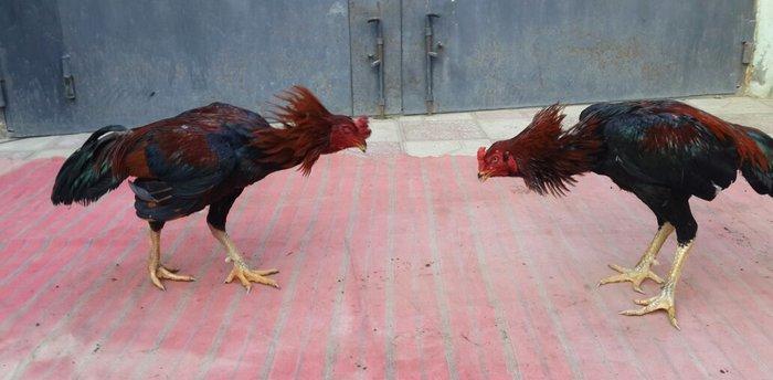 Heyreti xoruzu satilir pay veribler vur defe oz heyreimle buraxmisam m