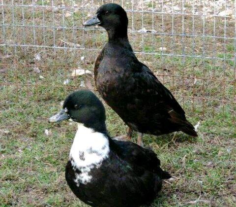 Kal duk ordeyi cut 170 man  en kicik ordek novudu