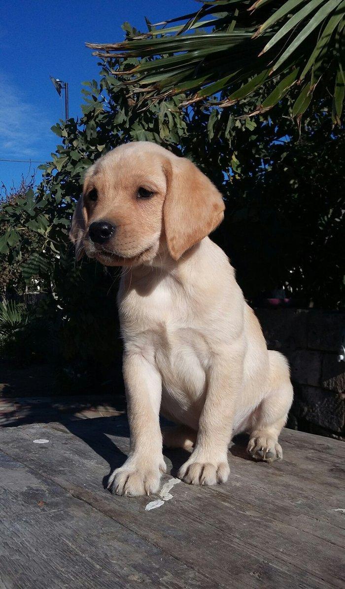 labrador retriever balaları satılır, erkey və dişi balalar var, peyven