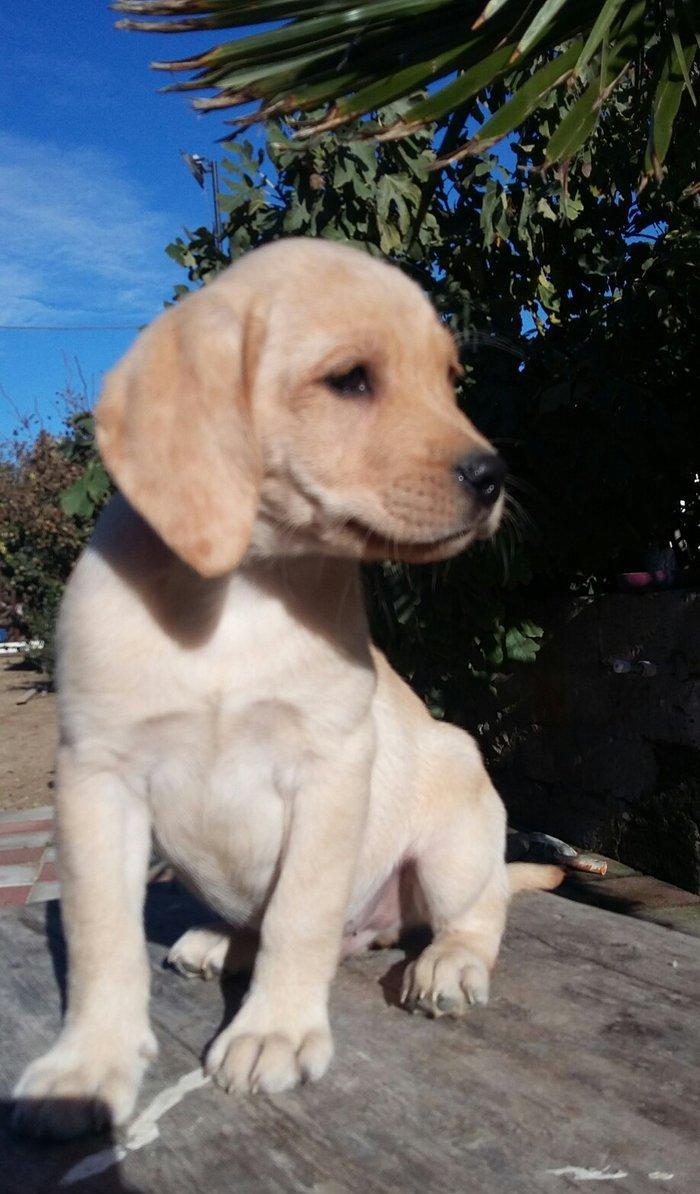 labrador retriever balaları satılır, erkey və dişi balalar var, peyven