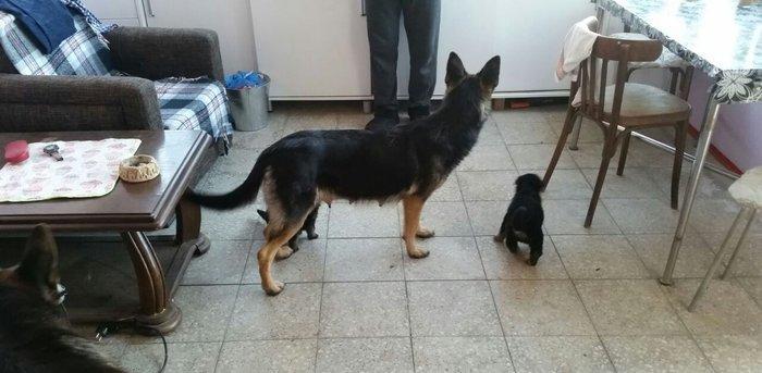 Itler novxanidadir erkek ve diwi bala var real alicilar narahar etsin