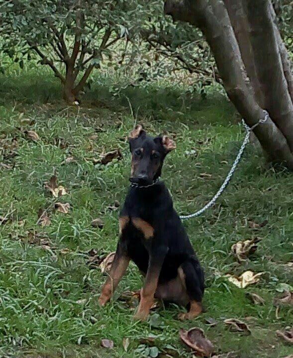 Salam dobermandi cinsi 5ay 26 gun erkek baladidi 120 satmagimin sebebi