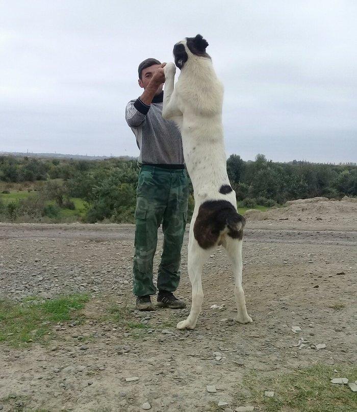 etiyac uzden satlir enik 10 ayliqdir 110 kilo atasini cekisi olub 70 k