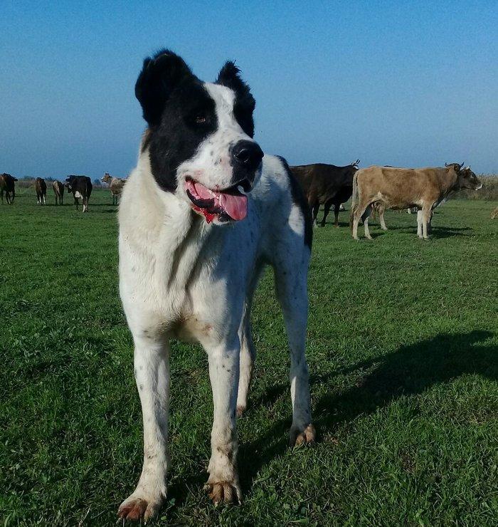 etiyac uzden satlir enik 10 ayliqdir 110 kilo atasini cekisi olub 70 k