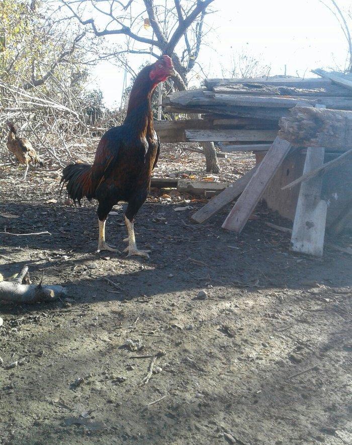 salam tecili satilir doyuwune ve usuluna soz yoxdu qaz hinduwqa ordey