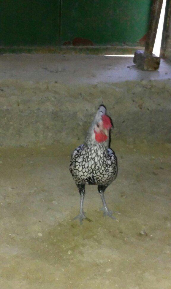 sibirayt xoruz super heyvandi ariginal 100 faiz pul lazim olduqu üçün