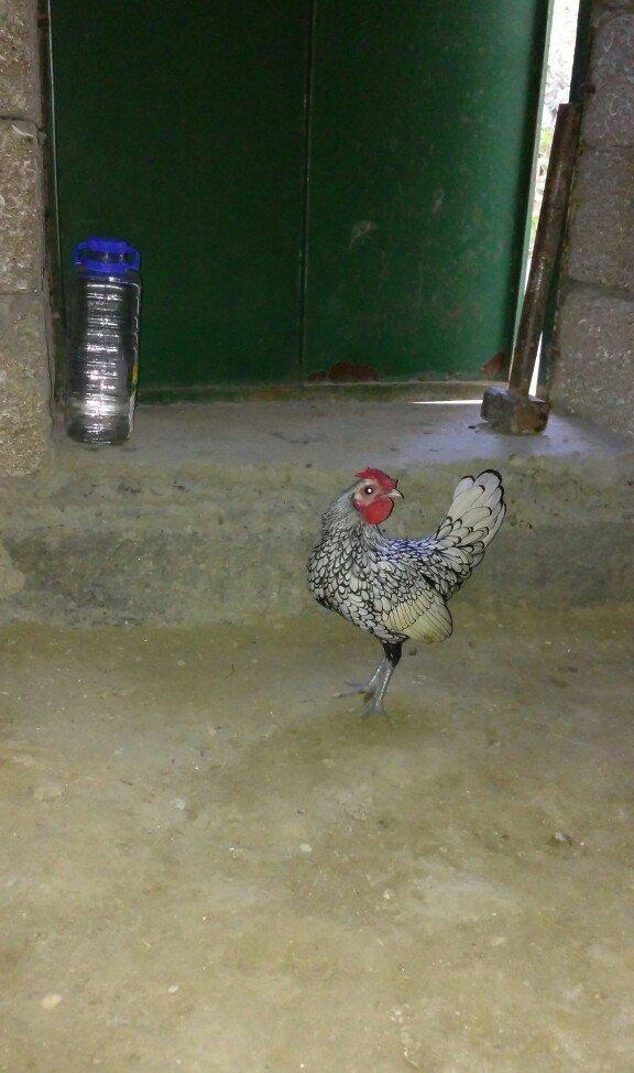 sibirayt xoruz super heyvandi ariginal 100 faiz pul lazim olduqu üçün