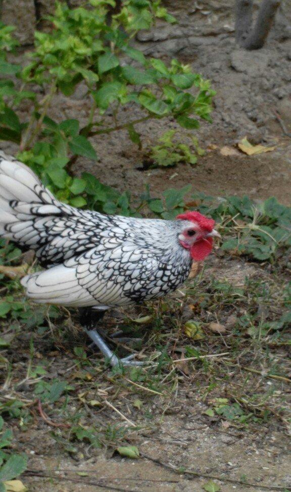 sibirayt xoruz super heyvandi ariginal 100 faiz pul lazim olduqu üçün