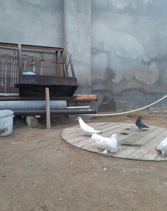 qirmizi quyruq erkeydi 12 tuktu ag maya 16 tuk aciq quyriq ucan qusdar