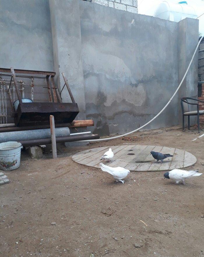 qirmizi quyruq erkeydi 12 tuktu ag maya 16 tuk aciq quyriq ucan qusdar