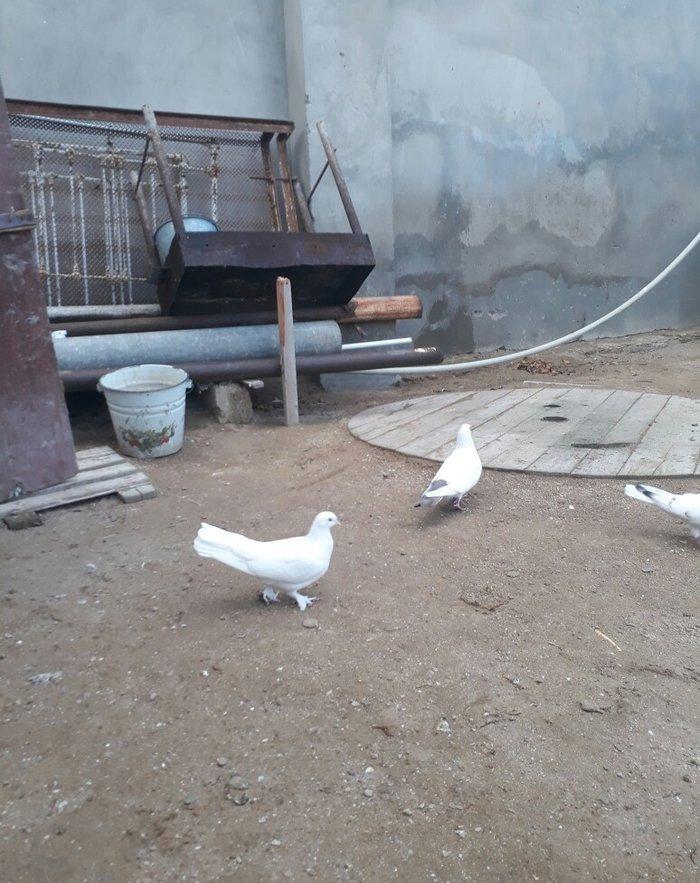 qirmizi quyruq erkeydi 12 tuktu ag maya 16 tuk aciq quyriq ucan qusdar