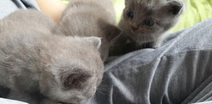 Британские котята, чистопородые. Родились 31 октября. На фото им 24