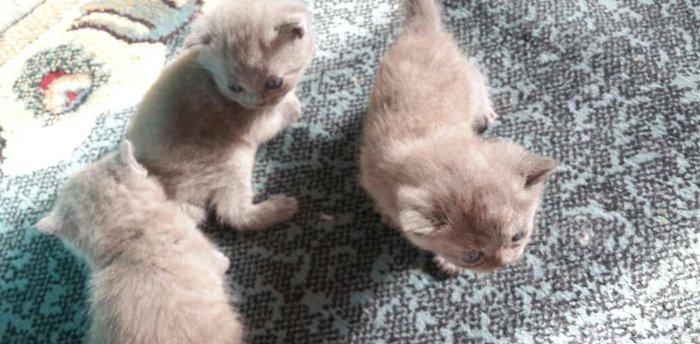 Британские котята, чистопородые. Родились 31 октября. На фото им 24