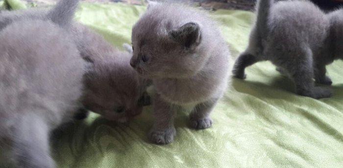 Британские котята, чистопородые. Родились 31 октября. На фото им 24