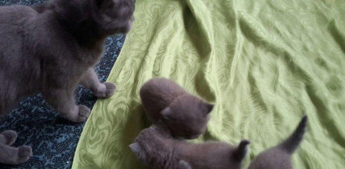 Британские котята, чистопородые. Родились 31 октября. На фото им 24