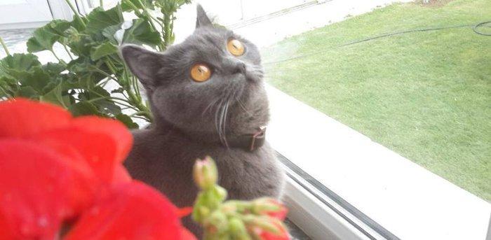 Британские котята, чистопородые. Родились 31 октября. На фото им 24