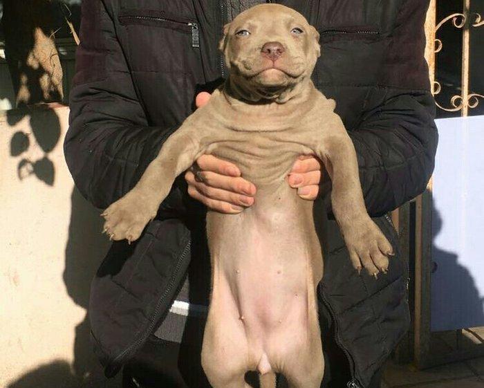 Temiz pitbull balalarıdı 4- dene dişi qalıb 200 manata telesin aşağı y