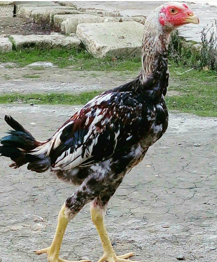 Heyrati bece Satilir - vidine soz ola bilmezzz . sap saglam heyvan di