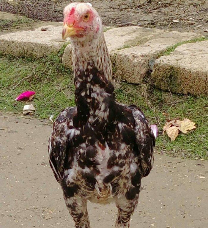 Heyrati bece Satilir - vidine soz ola bilmezzz . sap saglam heyvan di