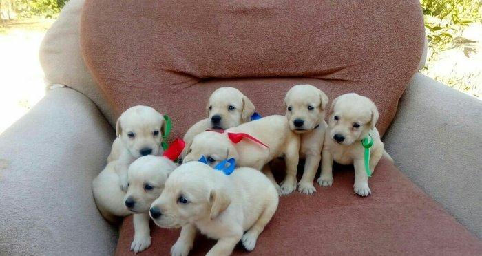 Labrador retriever balalari
satılır, erkək və dişi var.  
10. 08. 17 d