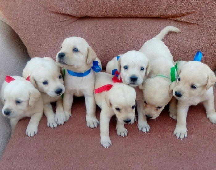 Labrador retriever balalari
satılır, erkək və dişi var.  
10. 08. 17 d