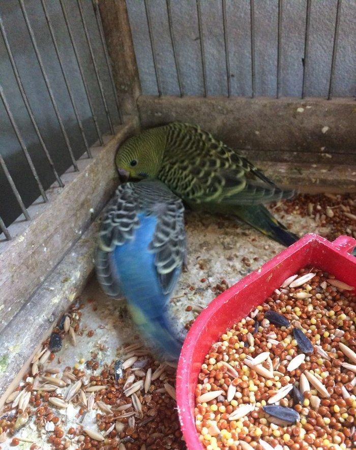 10 man quslar tam sagalm ve aktiv.ele oyretmek ve danisdirmaqa esil