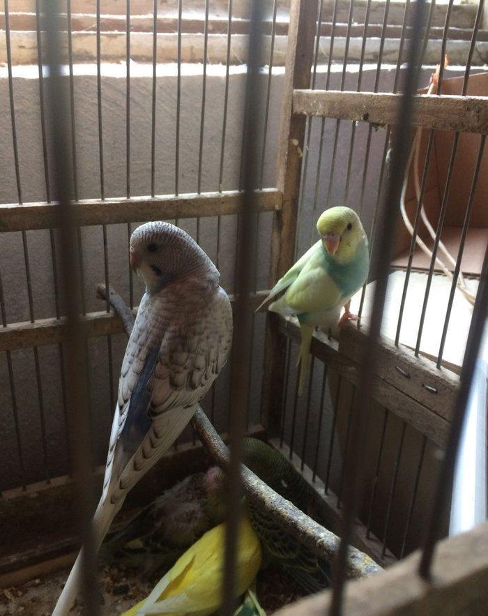 10 man quslar tam sagalm ve aktiv.ele oyretmek ve danisdirmaqa esil